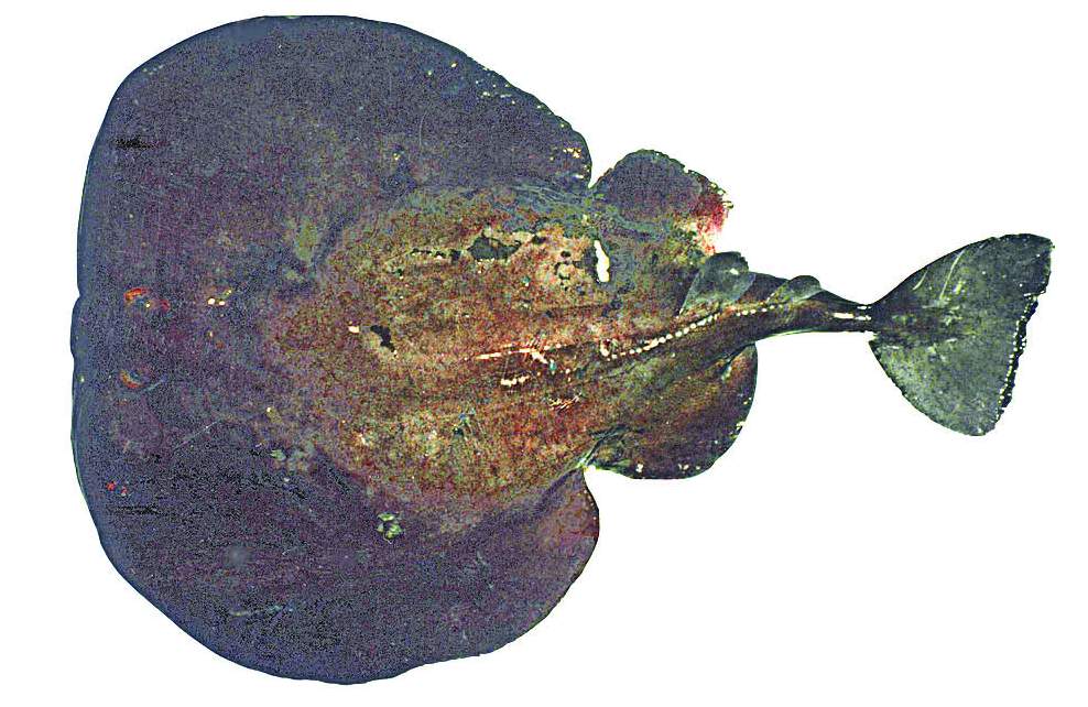 Torpedo-puelcha2.jpg