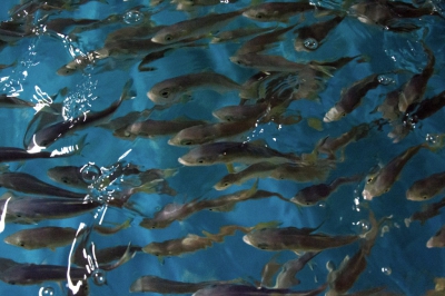 INIDEP capturará ejemplares vivos de pez limón para potenciar el desarrollo de su tecnología de cultivo