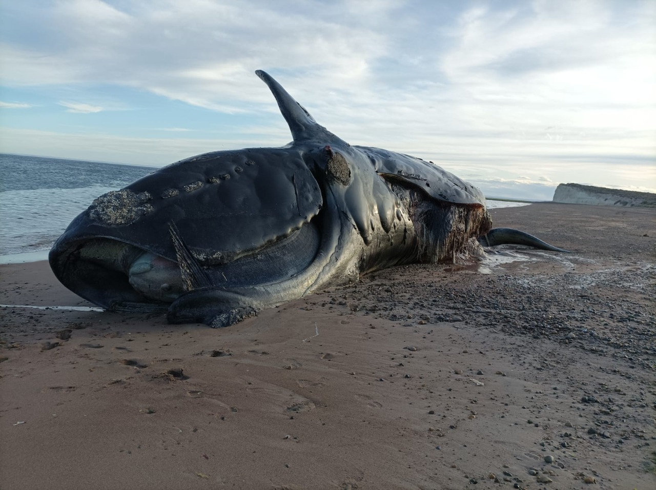 Investigadoras del INIDEP trabajan para determinar si la masiva muerte de ballenas francas está asociada a una marea roja