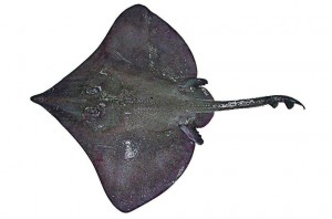 Dipturus trachydermus