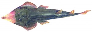 Rhinobatos horkelii