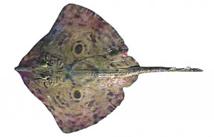 Rioraja agassizi
